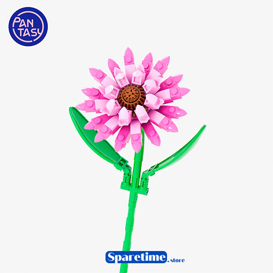 Pink Barberton Daisy