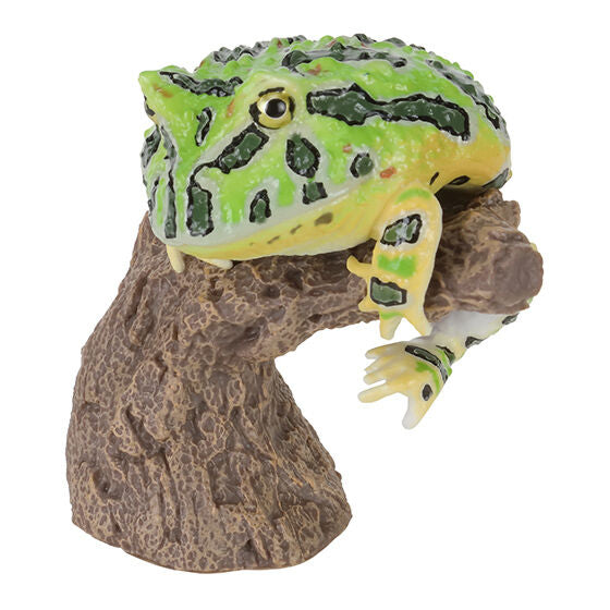 CERA TOPHRYS & BREVICEPS ADSPERSUS & LEPIDOBATRACHUS LAEVIS