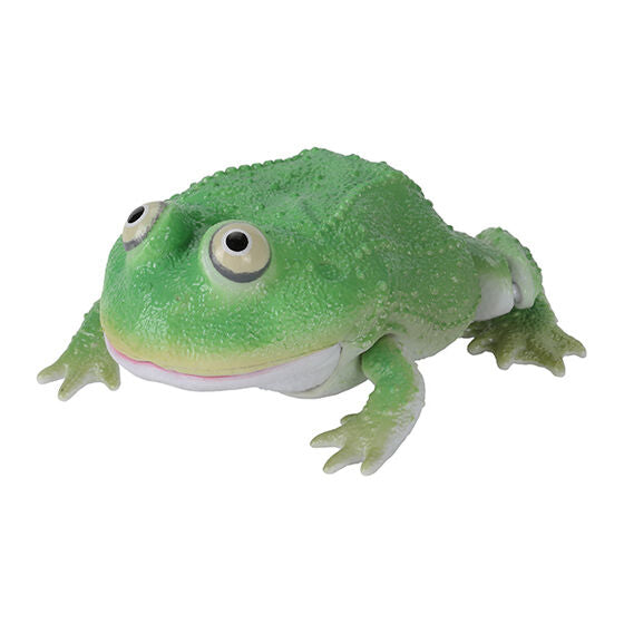 THE DIVERSITY OF LIFE ON EARTH REPTI LEPIDOBATRACHUS LAEVIS AND HORNED FROG