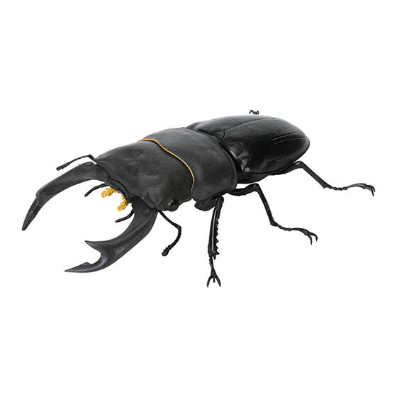 THE DIVERSITY OF LIFE ON EARTH STAG BEETLE 9
