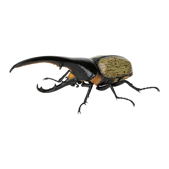 BEETLES 07