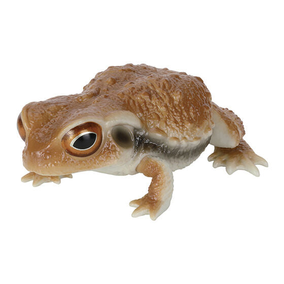 BUFO JAPONICUS AND ZHANGIXALUS