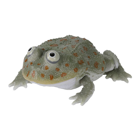 THE DIVERSITY OF LIFE ON EARTH REPTI LEPIDOBATRACHUS LAEVIS AND HORNED FROG