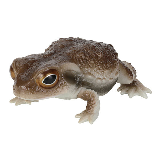BUFO JAPONICUS AND ZHANGIXALUS