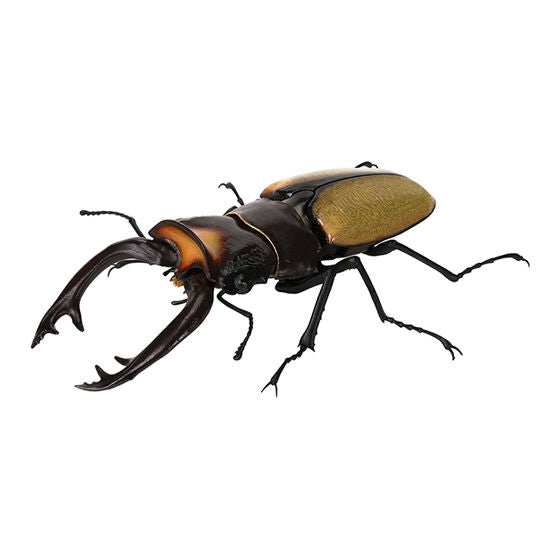 THE DIVERSITY OF LIFE ON EARTH STAG BEETLE 9