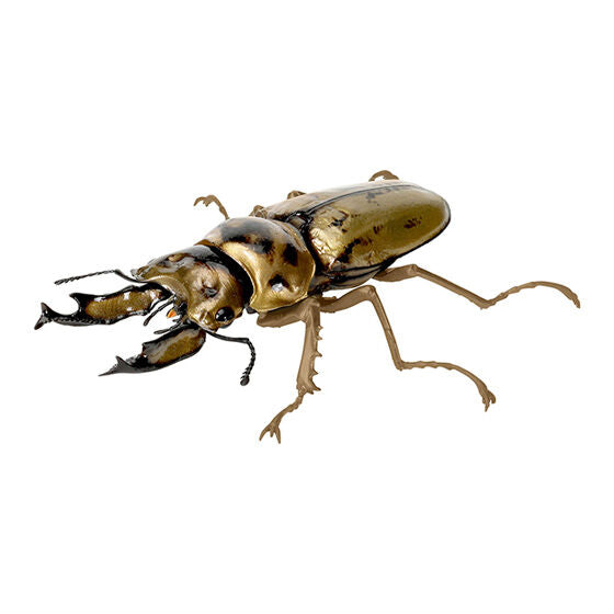 THE DIVERSITY OF LIFE ON EARTH STAG BEETLE 9