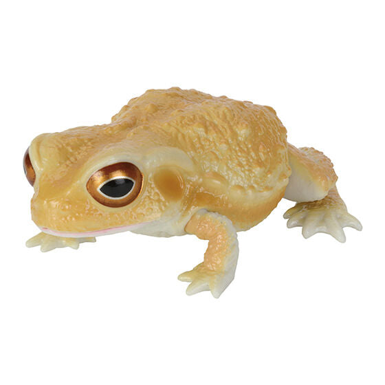 BUFO JAPONICUS AND ZHANGIXALUS