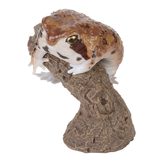 CERA TOPHRYS & BREVICEPS ADSPERSUS & LEPIDOBATRACHUS LAEVIS