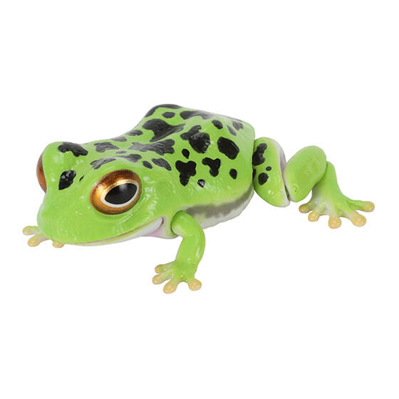 BUFO JAPONICUS AND ZHANGIXALUS