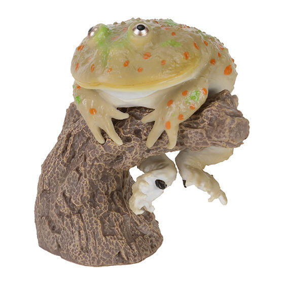 CERA TOPHRYS & BREVICEPS ADSPERSUS & LEPIDOBATRACHUS LAEVIS