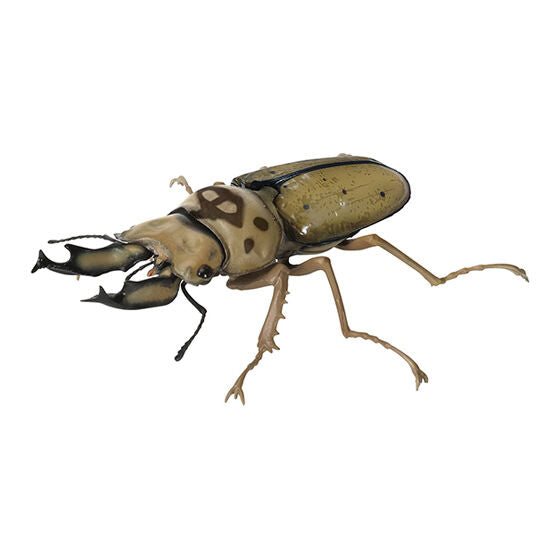 THE DIVERSITY OF LIFE ON EARTH STAG BEETLE 9