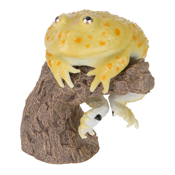 CERA TOPHRYS & BREVICEPS ADSPERSUS & LEPIDOBATRACHUS LAEVIS