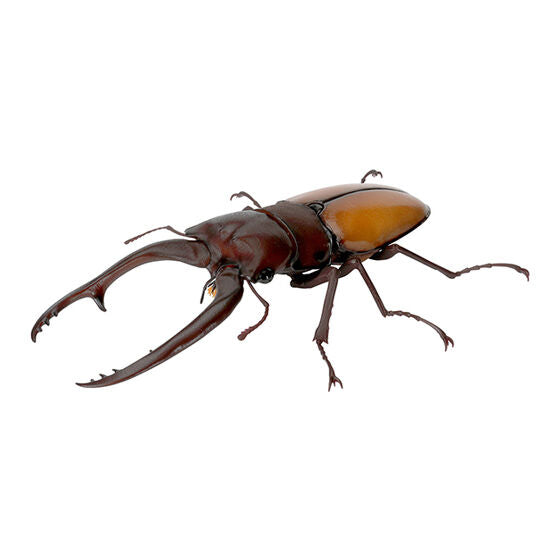 THE DIVERSITY OF LIFE ON EARTH STAG BEETLE 9