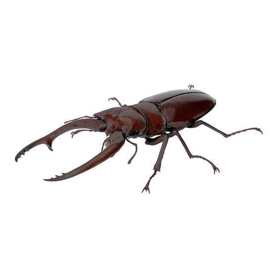 THE DIVERSITY OF LIFE ON EARTH STAG BEETLE 9