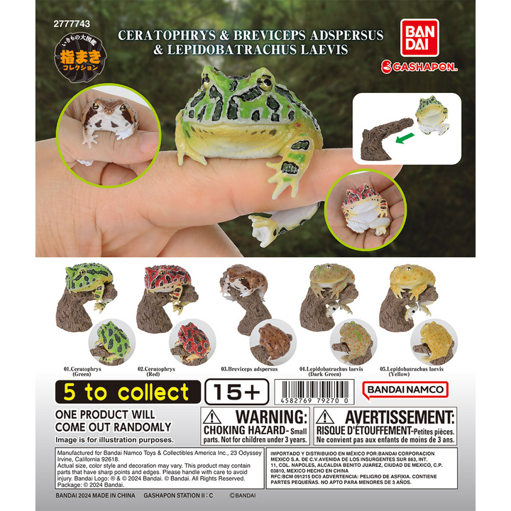 CERA TOPHRYS & BREVICEPS ADSPERSUS & LEPIDOBATRACHUS LAEVIS