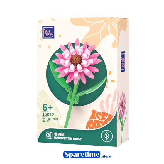 Pink Barberton Daisy