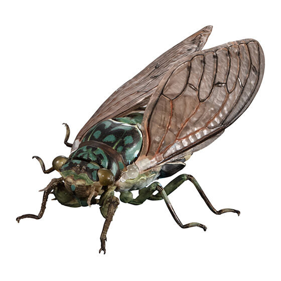 ADVANCE CICADA 01