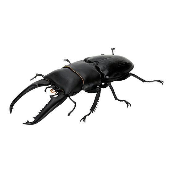 STAG BEETLE 8