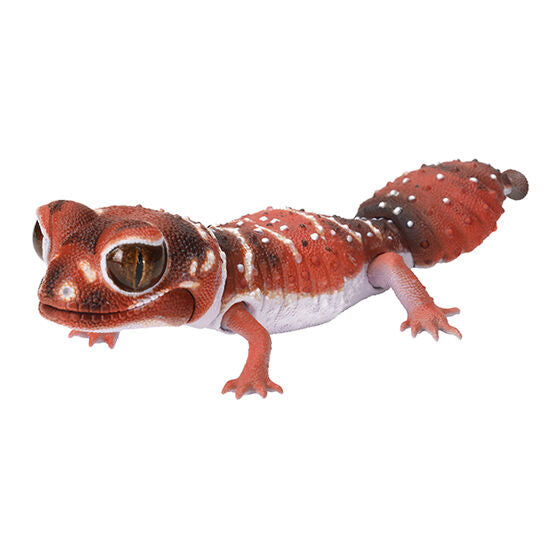 REPTILES SMOOTH KNOB-TAILED GECKO LEOPARD GECKO