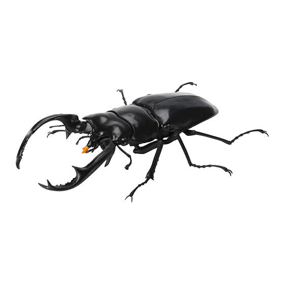 STAG BEETLE 7