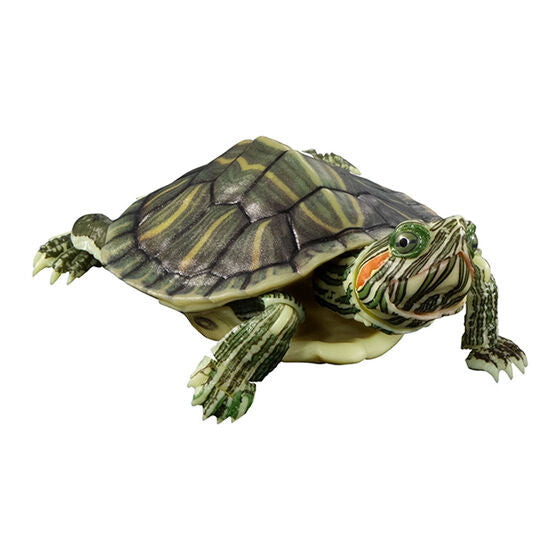 ADVANCE TURTLE 01