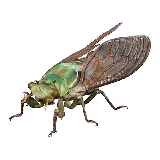 ADVANCE CICADA 01