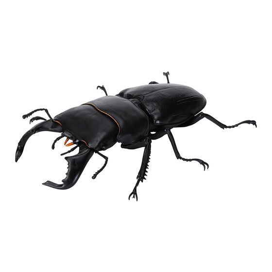 STAG BEETLE 8