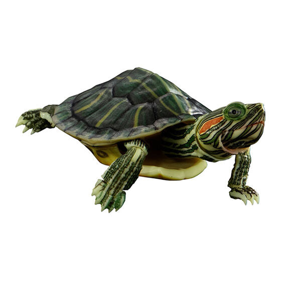 ADVANCE TURTLE 01