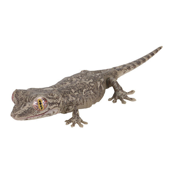 SCHLEGEL’S JAPANESE GECKO AND BEARDED DRAGON