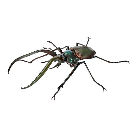 STAG BEETLE 8