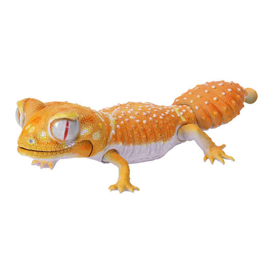 REPTILES SMOOTH KNOB-TAILED GECKO LEOPARD GECKO