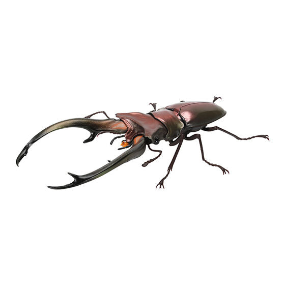 STAG BEETLE 7