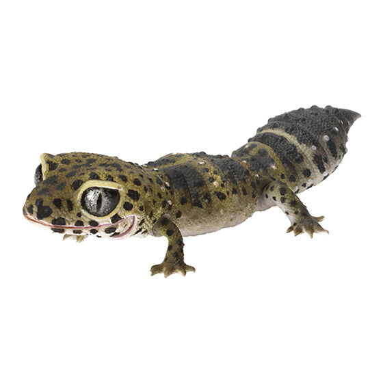 REPTILES SMOOTH KNOB-TAILED GECKO LEOPARD GECKO