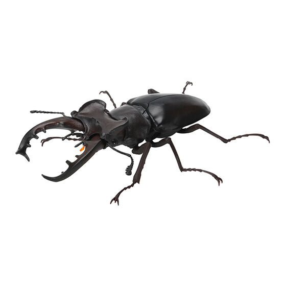 STAG BEETLE 7