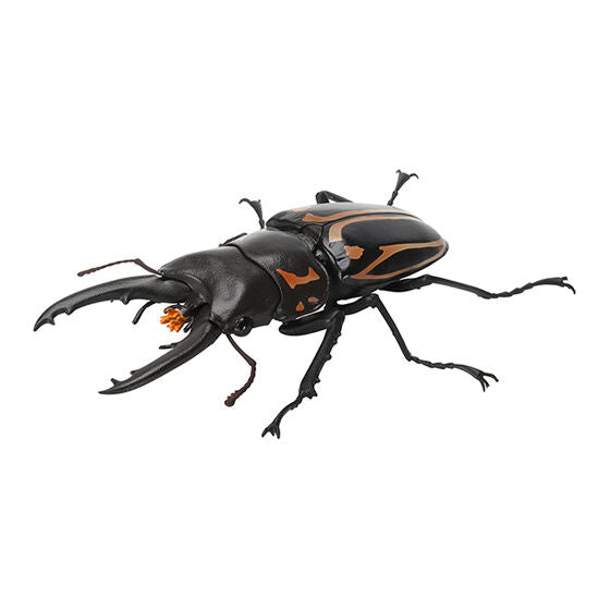 STAG BEETLE 7