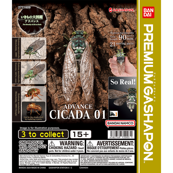 ADVANCE CICADA 01