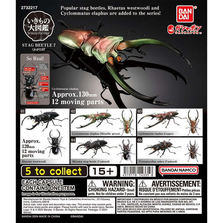 STAG BEETLE 7